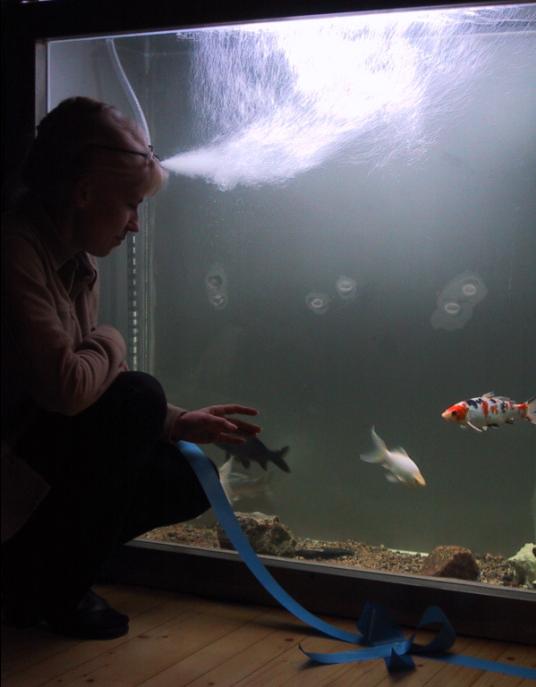 [Koiquarium's grand opening in 2002]
